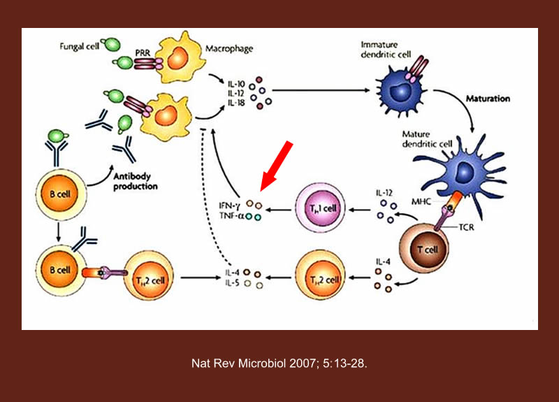TNF Inhibitors and Macrophage Activation