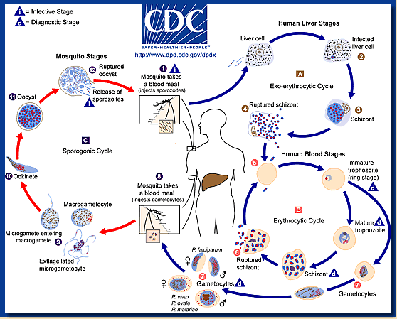 malaria mosquito life cycle