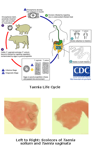 Taenia Life Cycle and Scoleces